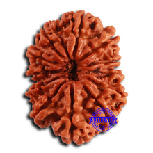 Load image into Gallery viewer, 12 Mukhi Nepalese Rudraksha - Bead No. 353
