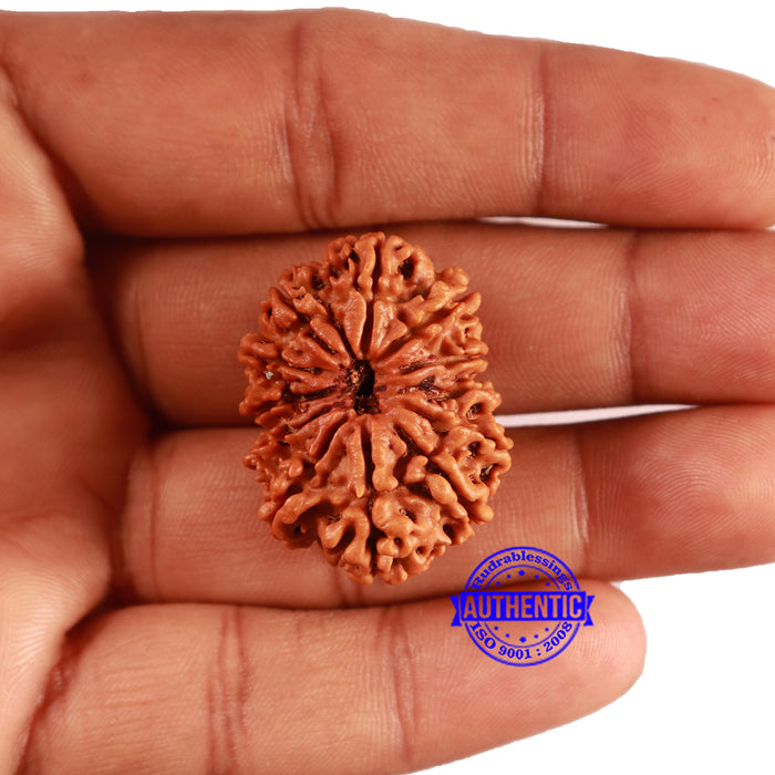 12 Mukhi Nepalese Rudraksha - Bead No. 353