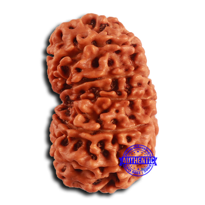 12 Mukhi Nepalese Rudraksha - Bead No. 353