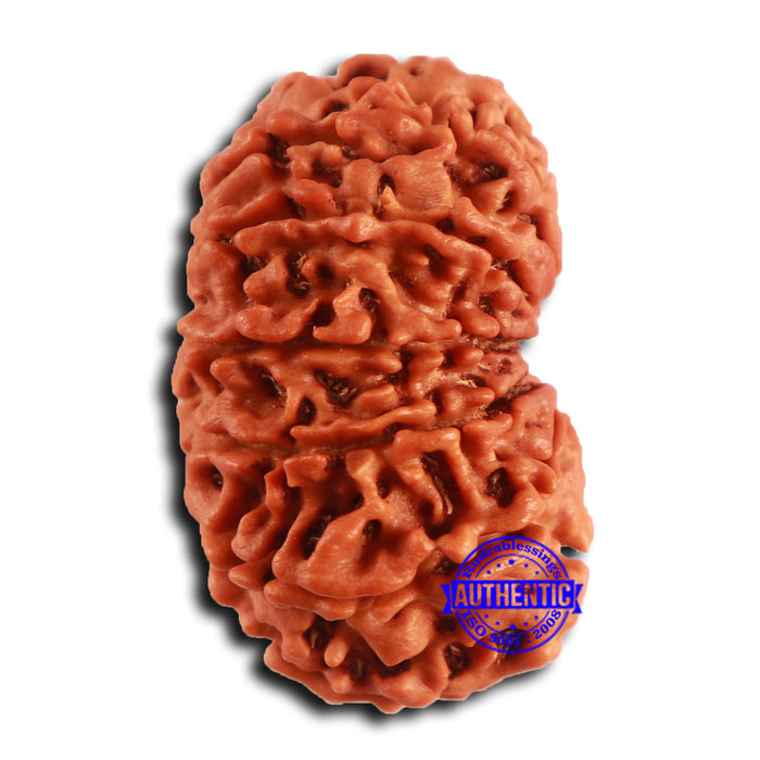12 Mukhi Nepalese Rudraksha - Bead No. 353