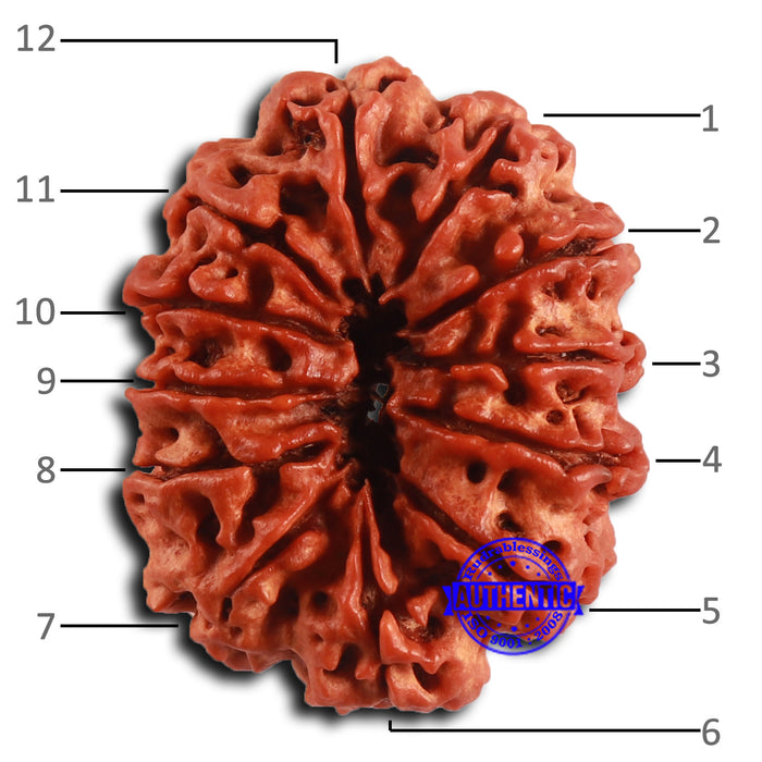 12 Mukhi Nepalese Rudraksha - Bead No. 354
