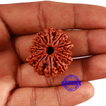 Load image into Gallery viewer, 12 Mukhi Nepalese Rudraksha - Bead No 355
