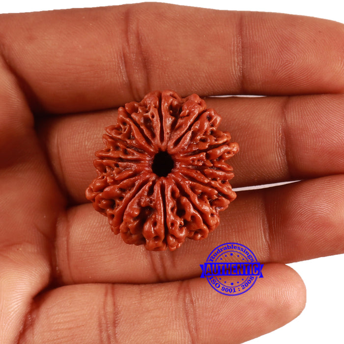 12 Mukhi Nepalese Rudraksha - Bead No 355