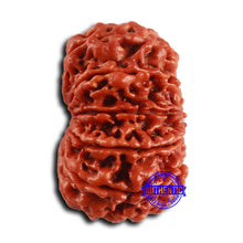 Load image into Gallery viewer, 12 Mukhi Nepalese Rudraksha - Bead No 355
