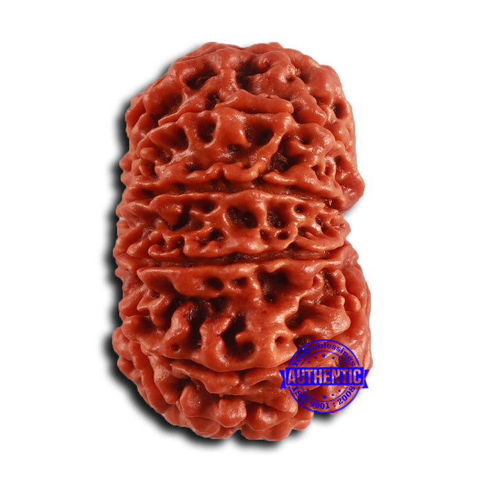 12 Mukhi Nepalese Rudraksha - Bead No 355