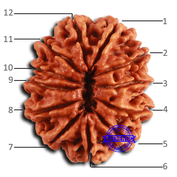 12 Mukhi Nepalese Rudraksha - Bead No. 356