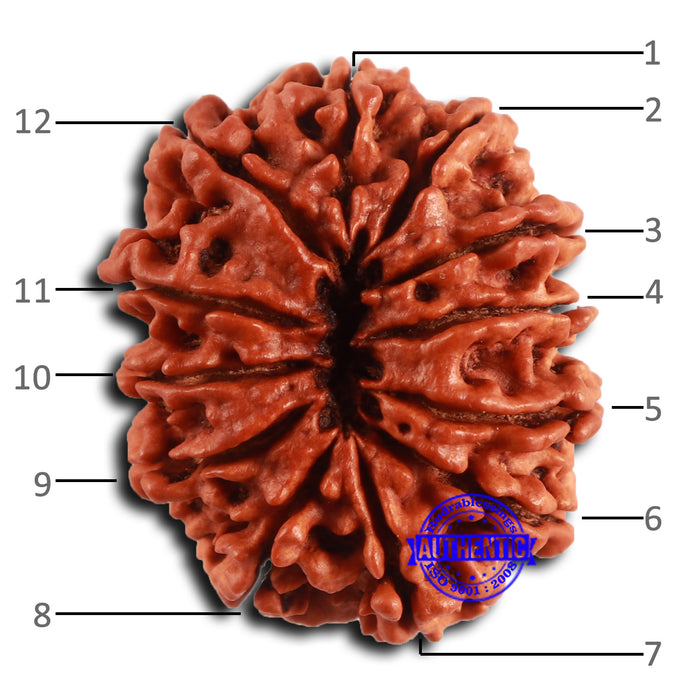 12 Mukhi Nepalese Rudraksha - Bead No 357