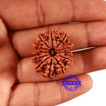 Load image into Gallery viewer, 12 Mukhi Nepalese Rudraksha - Bead No 357
