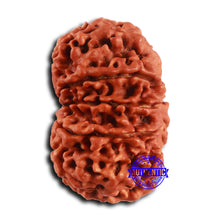 Load image into Gallery viewer, 12 Mukhi Nepalese Rudraksha - Bead No 357
