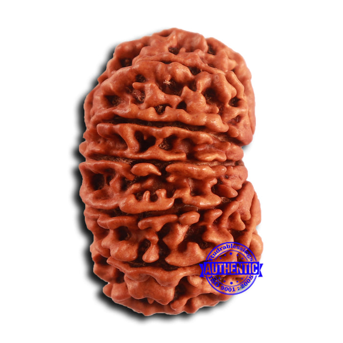 12 Mukhi Nepalese Rudraksha - Bead No 357
