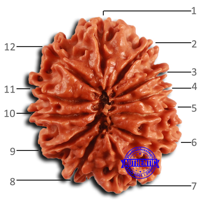 12 Mukhi Nepalese Rudraksha - Bead No. 358