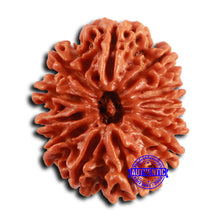 Load image into Gallery viewer, 12 Mukhi Nepalese Rudraksha - Bead No. 358
