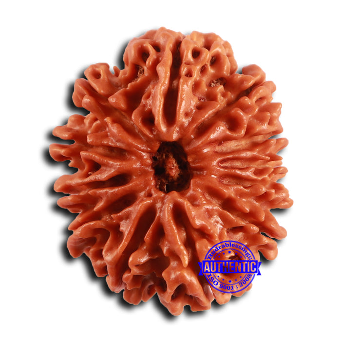 12 Mukhi Nepalese Rudraksha - Bead No. 358
