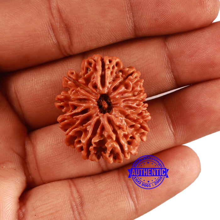 12 Mukhi Nepalese Rudraksha - Bead No. 358