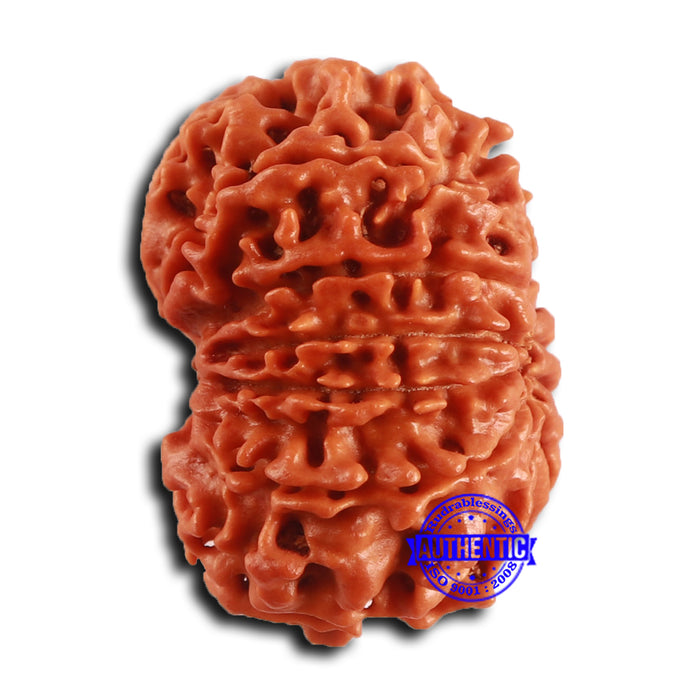 12 Mukhi Nepalese Rudraksha - Bead No. 358
