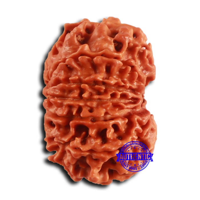12 Mukhi Nepalese Rudraksha - Bead No. 358