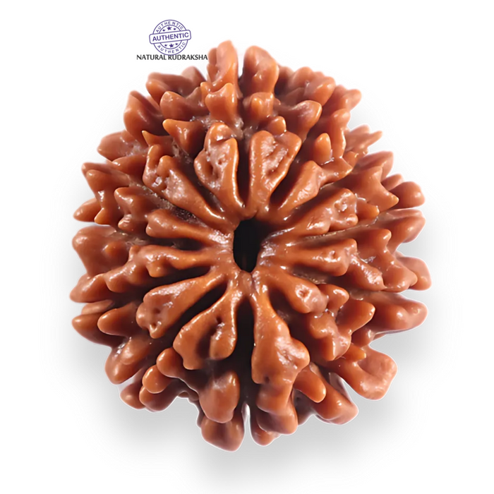 12 Mukhi Nepalese Rudraksha - Bead No 366