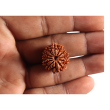 Load image into Gallery viewer, 12 Mukhi Nepalese Rudraksha - Bead No 366
