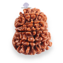 Load image into Gallery viewer, 12 Mukhi Nepalese Rudraksha - Bead No 366
