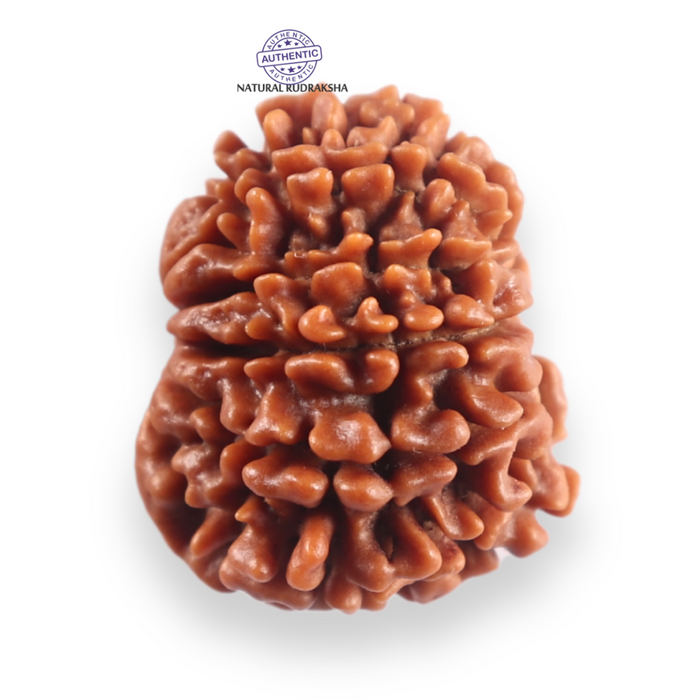 12 Mukhi Nepalese Rudraksha - Bead No 366