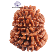 Load image into Gallery viewer, 12 Mukhi Nepalese Rudraksha - Bead No 366
