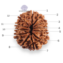 Load image into Gallery viewer, 12 Mukhi Nepalese Rudraksha - Bead No 379
