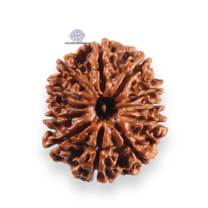 12 Mukhi Nepalese Rudraksha - Bead No 379