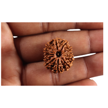 Load image into Gallery viewer, 12 Mukhi Nepalese Rudraksha - Bead No 379

