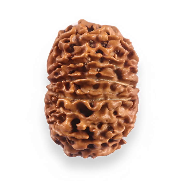 12 Mukhi Nepalese Rudraksha - Bead No 379