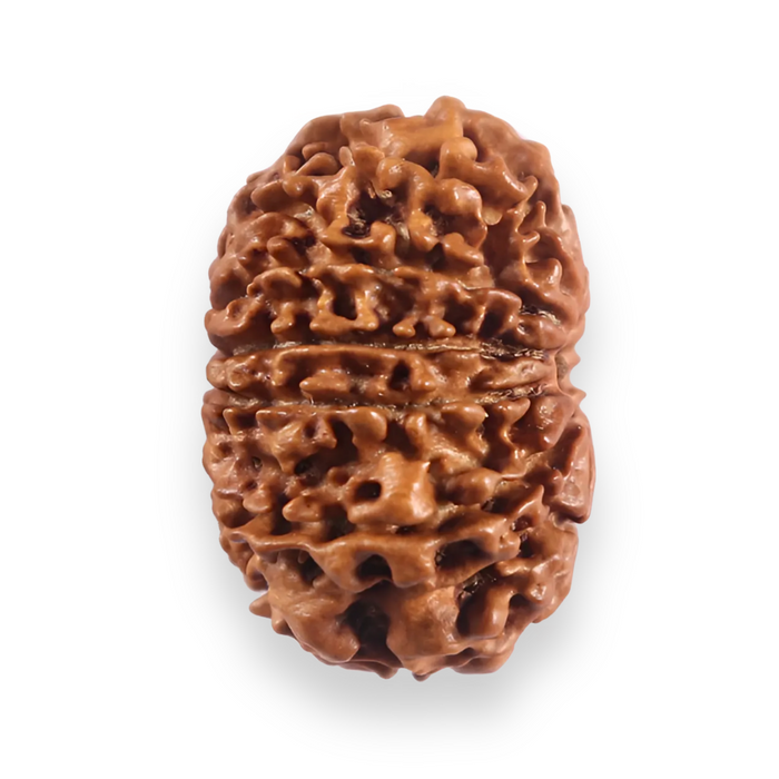 12 Mukhi Nepalese Rudraksha - Bead No 379