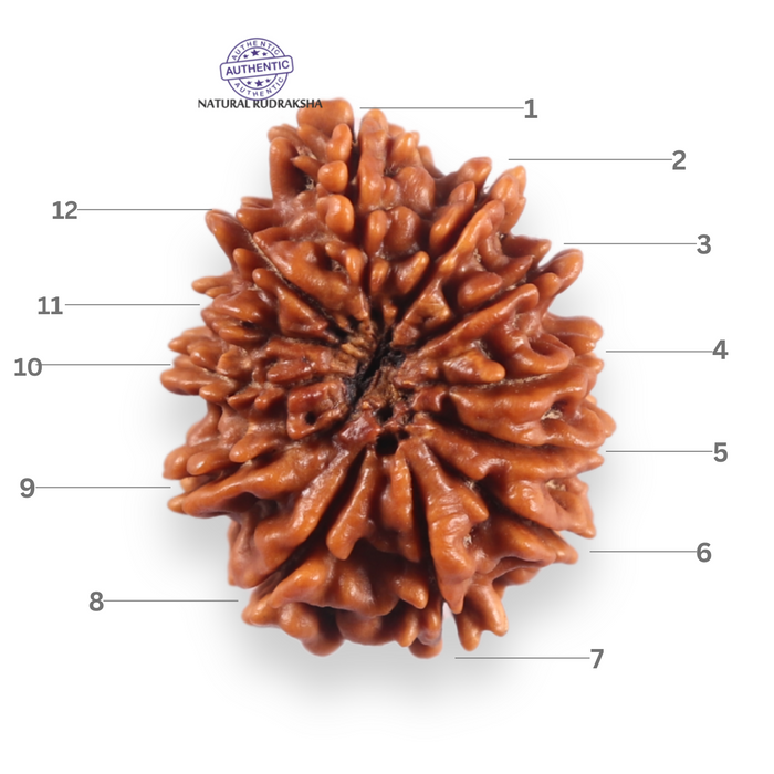 12 Mukhi Nepalese Rudraksha - Bead No 382