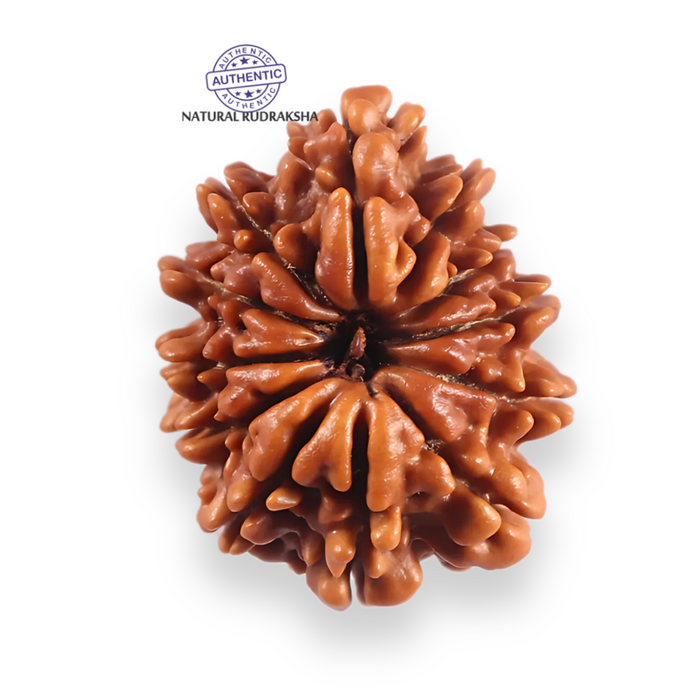 12 Mukhi Nepalese Rudraksha - Bead No 382