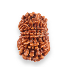 Load image into Gallery viewer, 12 Mukhi Nepalese Rudraksha - Bead No 382
