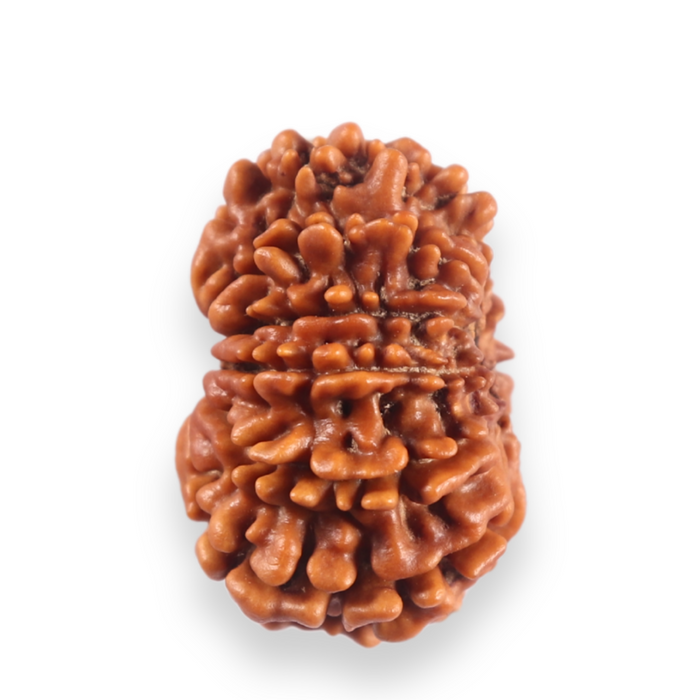 12 Mukhi Nepalese Rudraksha - Bead No 382