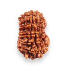 Load image into Gallery viewer, 12 Mukhi Nepalese Rudraksha - Bead No 382
