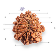 Load image into Gallery viewer, 12 Mukhi Nepalese Rudraksha - Bead No 383
