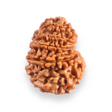 Load image into Gallery viewer, 12 Mukhi Nepalese Rudraksha - Bead No 383
