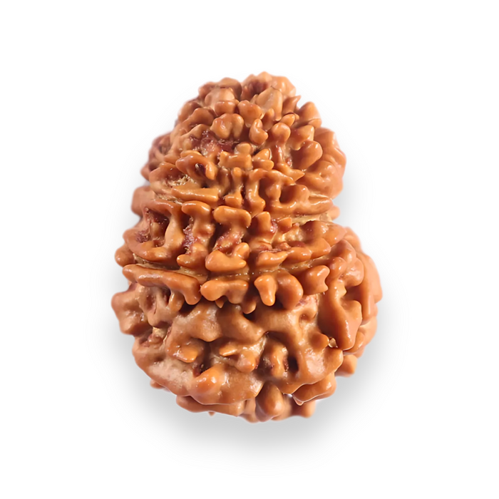 12 Mukhi Nepalese Rudraksha - Bead No 383