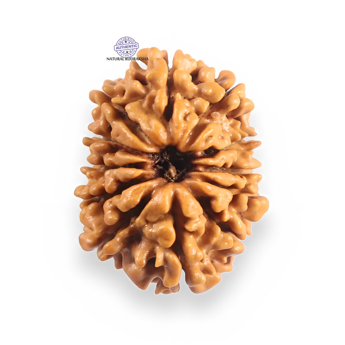12 Mukhi Nepalese Rudraksha - Bead No 384