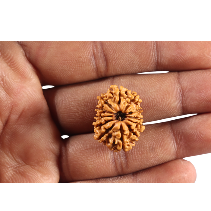 12 Mukhi Nepalese Rudraksha - Bead No 384