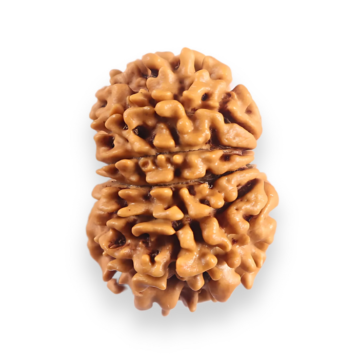 12 Mukhi Nepalese Rudraksha - Bead No 384
