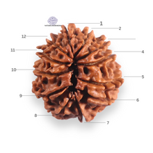 Load image into Gallery viewer, 12 Mukhi Nepalese Rudraksha - Bead No 385
