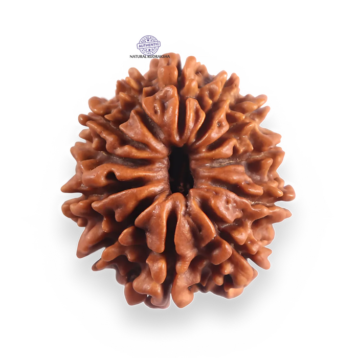 12 Mukhi Nepalese Rudraksha - Bead No 385