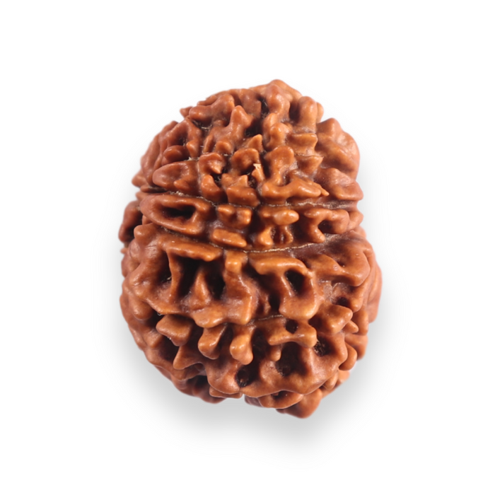 12 Mukhi Nepalese Rudraksha - Bead No 385