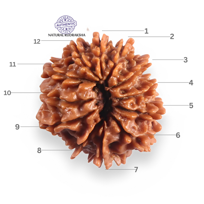 12 Mukhi Nepalese Rudraksha - Bead No 386