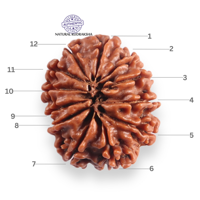 12 Mukhi Nepalese Rudraksha - Bead No 387