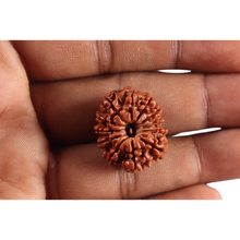 Load image into Gallery viewer, 12 Mukhi Nepalese Rudraksha - Bead No 387
