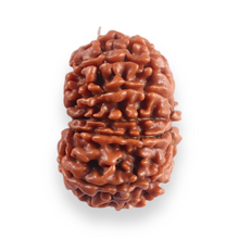 Load image into Gallery viewer, 12 Mukhi Nepalese Rudraksha - Bead No 387
