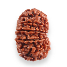 Load image into Gallery viewer, 12 Mukhi Nepalese Rudraksha - Bead No 387

