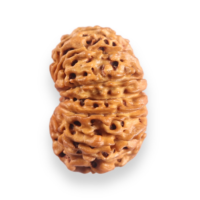 12 Mukhi Nepalese Rudraksha - Bead No 388